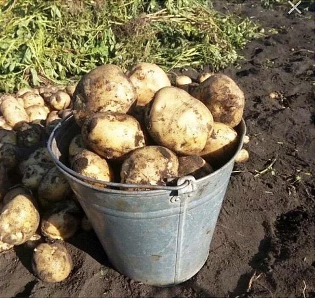 Поступил картофель - 31 руб, кукуруза 🌽 39 руб, местные а?...
