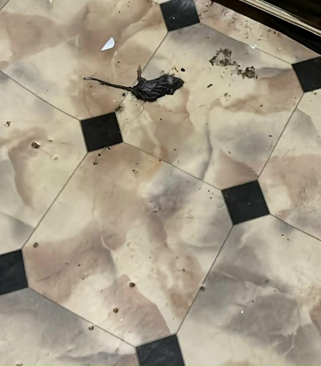 Авиационная 27 завелись в доме мыши , обращались в управ...