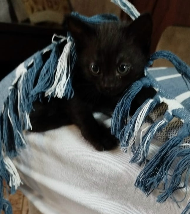 Котята в добрые руки! Родились 5 сентября. Два мальчика....