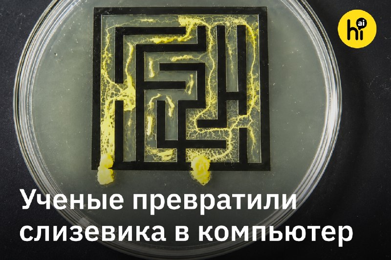 💻 Ученые превратили слизевика в компьютер
В 2000-х японский ученый Масаси Аоно заинтересовался слиз