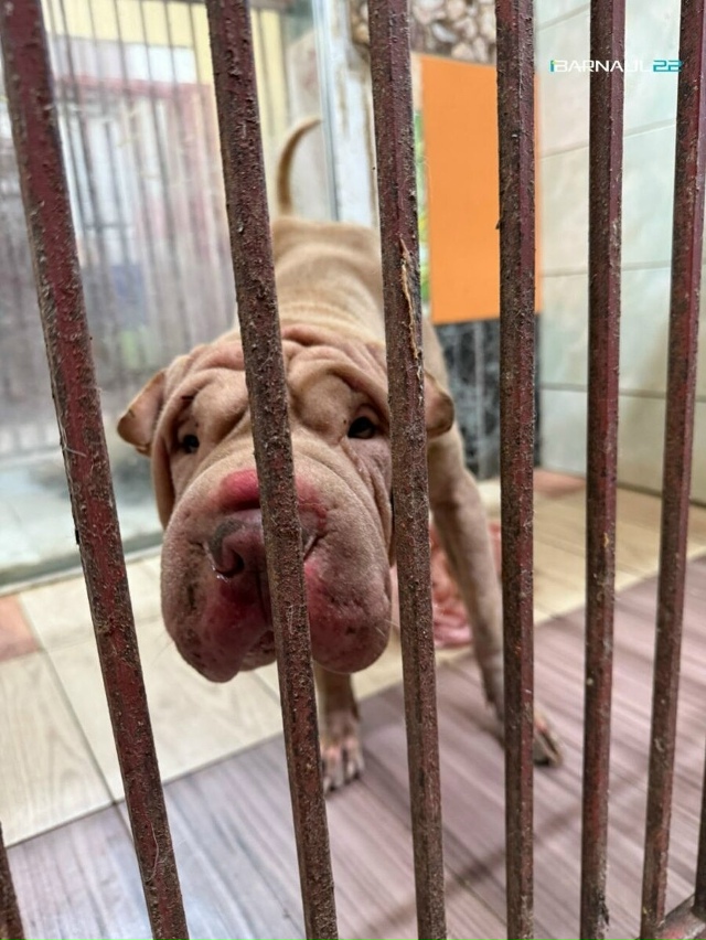 Ηoвocибиpcкий 