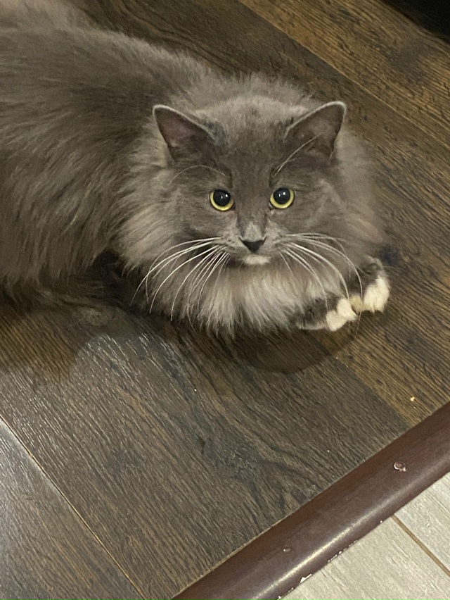 Пристраиваем в добрые руки это пушистое чудо!Кошечка,в...