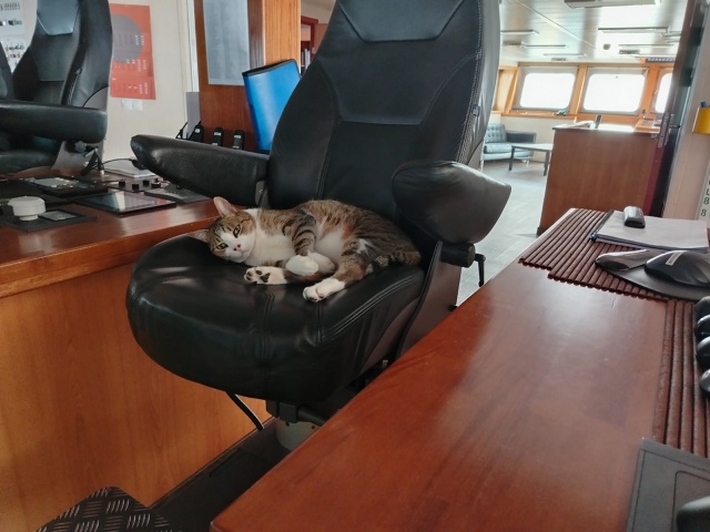 Кораблятский кот по имени Кот