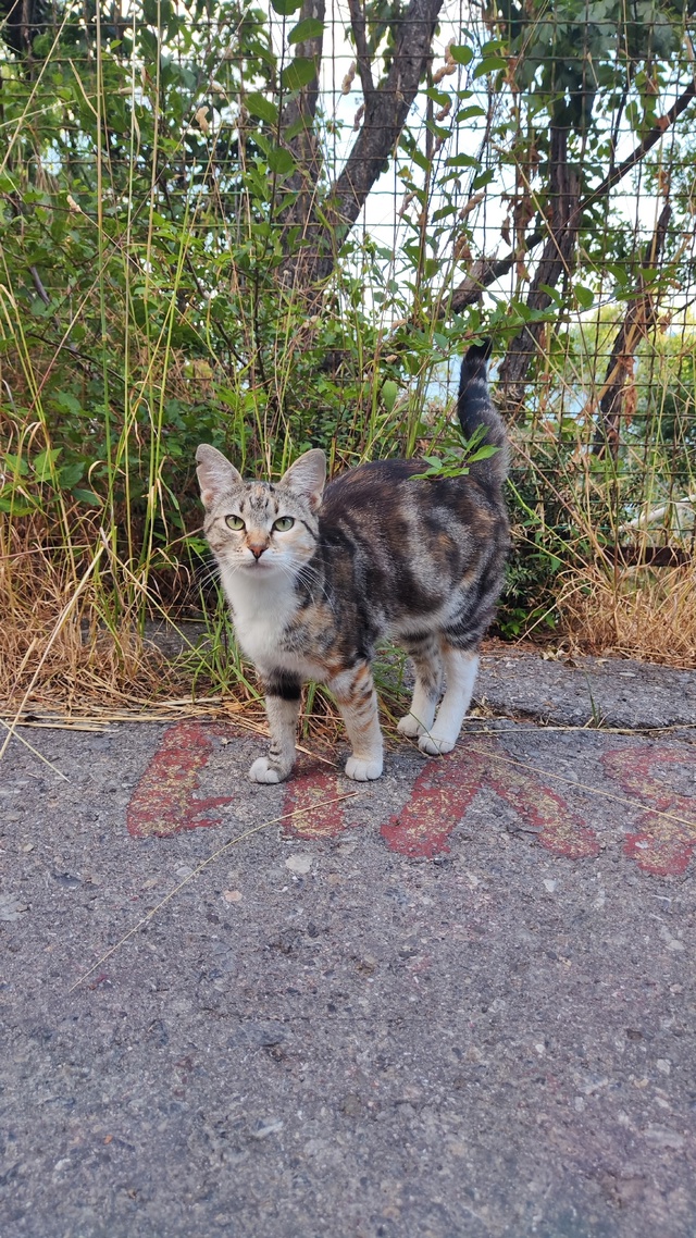 Котики и красивые виды для хорошего настроения на весь...