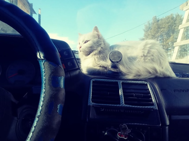 Может кто нибудь видел белую кошечку с пятнышком на го?...