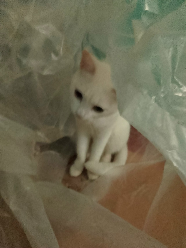 Нашла в подъезде, ухоженный, опрятный. Может потерялся ...