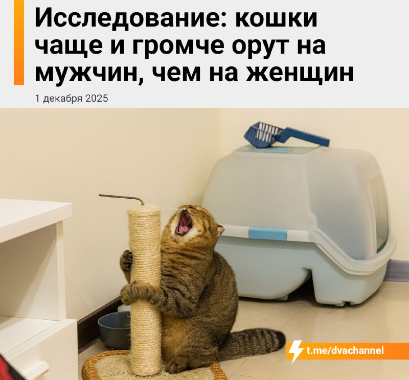 Кошки чаще и громче орут на мужчин, чем на женщин, выяснили учёные
Если вам казалось, что ваш питом