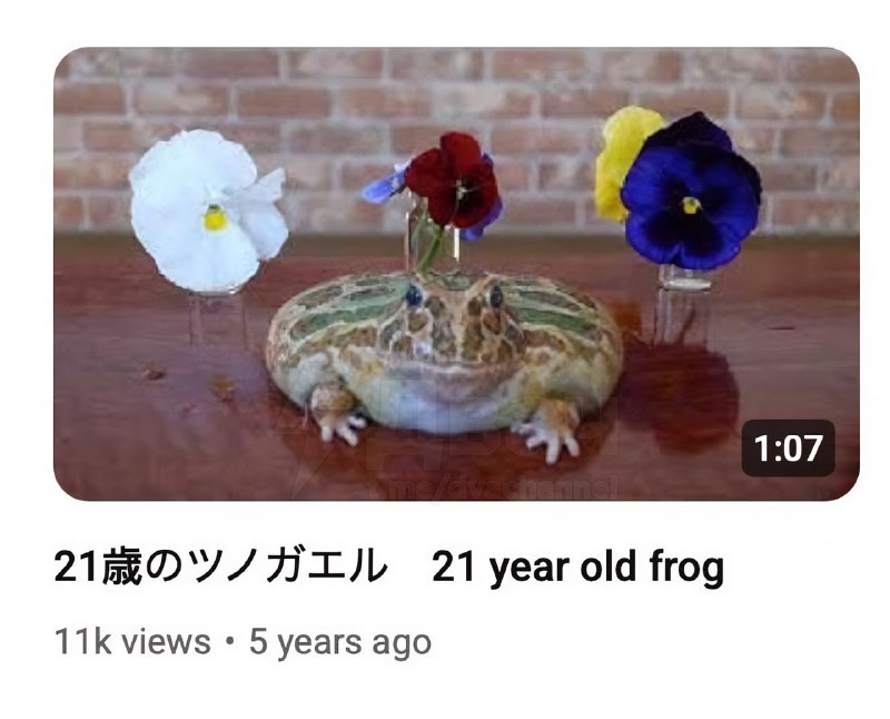 Японский дед каждый год празднует день рождения своей… лягушки
Он выкладывает видео с ней на ютуб: