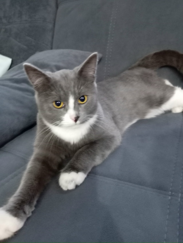 Кто потерял кота?