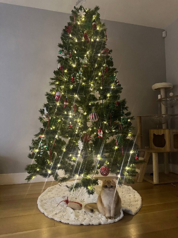 Подарочек под елкой :3