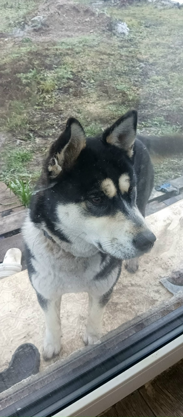 Чья потеряшка, р-н Заготскот, ул. Кутузова