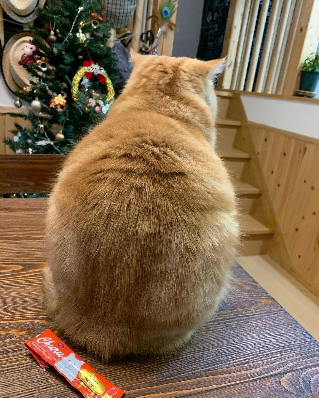 Когда не успел покормить кота вовремя !)