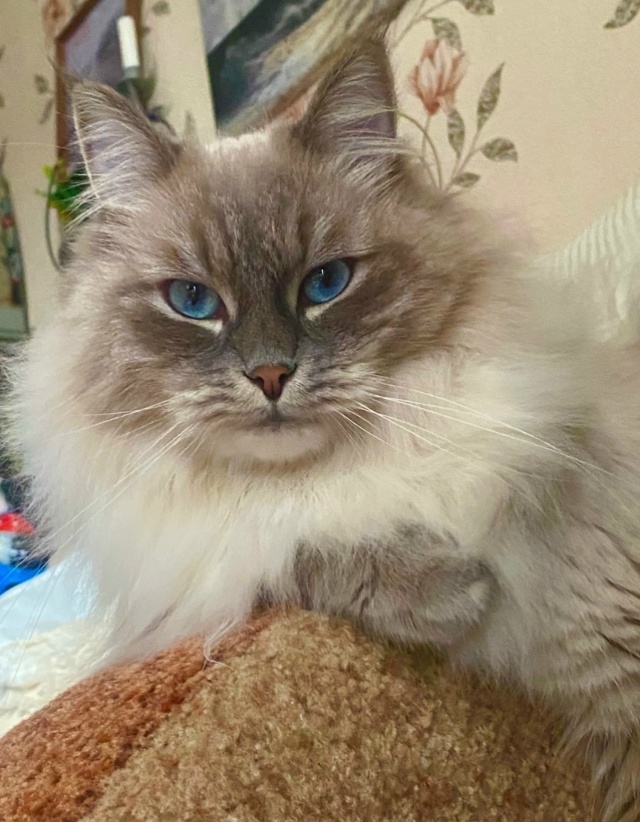 Мой Бакси🩵🩵🩵хороший мальчик😍