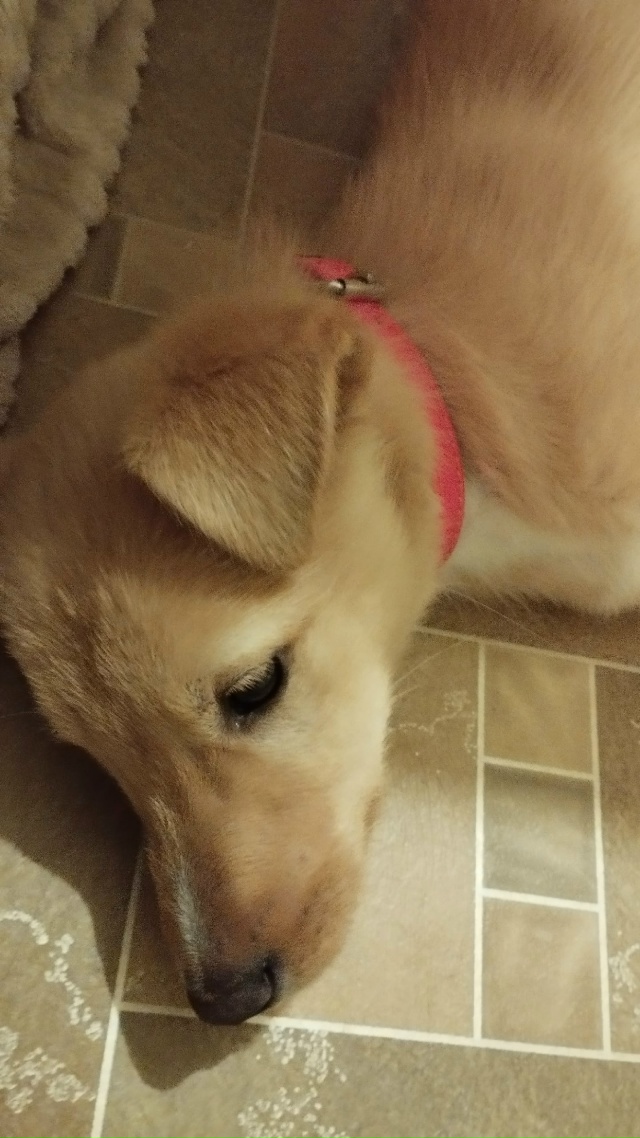 Дочка нашла щенка,может кто то ищет. Сейчас он у нас дом...