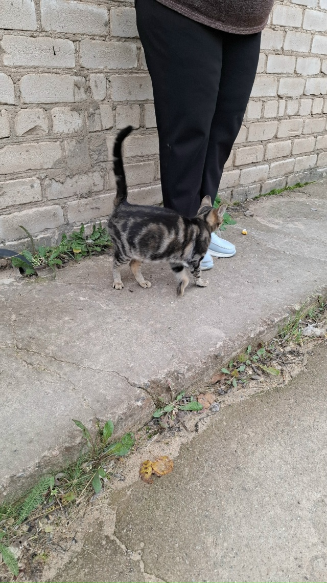 ❓Чья потеряшка молодая бегает по территории бетонног?...