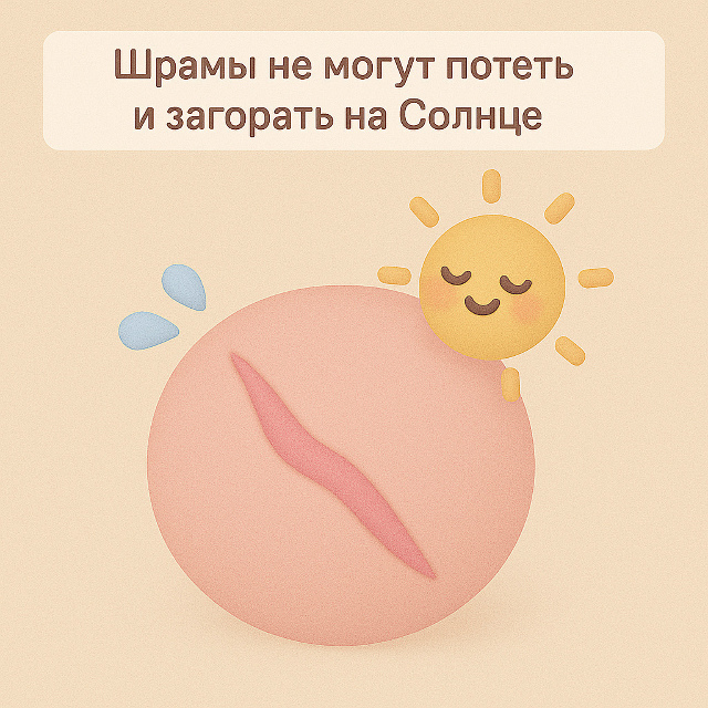 🌞 Особенность шрамов
Шрамы не могут потеть и загорат?...