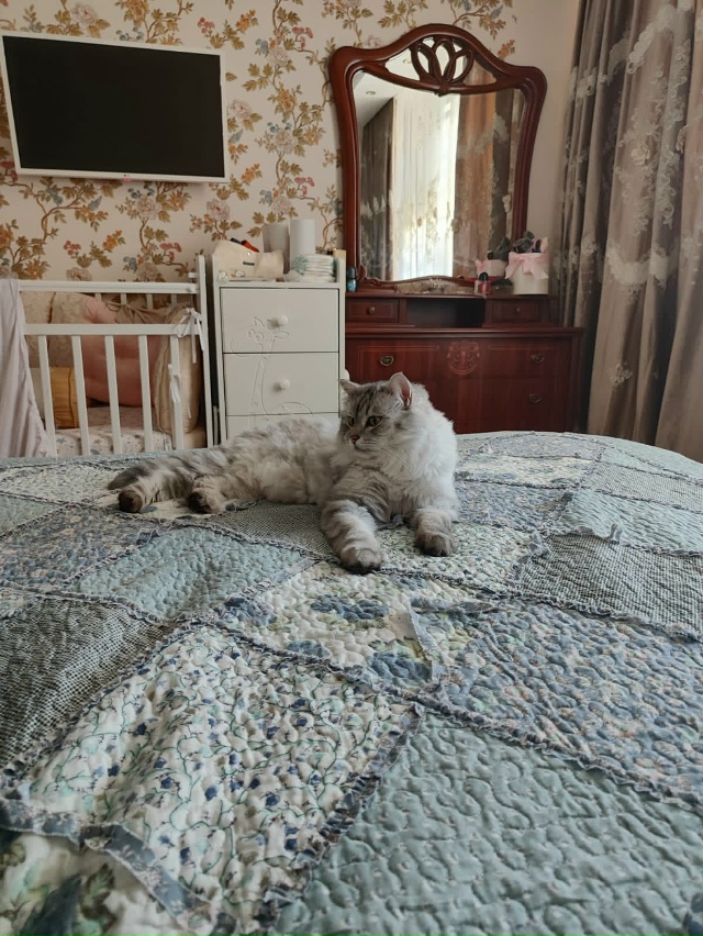 Пропал кот в районе Козлова ,просьба нашедшим вернуть ?...