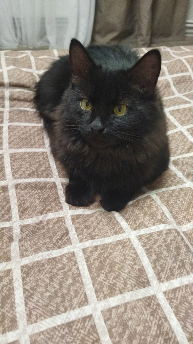 В районе госстраха по ул.Московской пропал черный кот?...