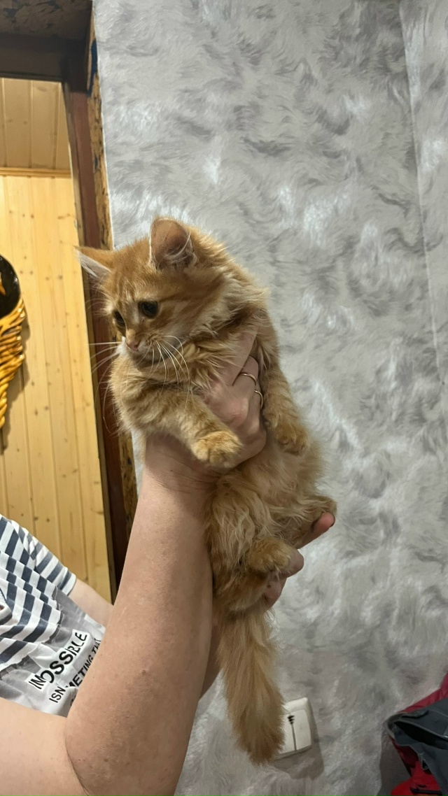 Отдам котят , писать в лс
Не анонимно пожалуйста 🙏