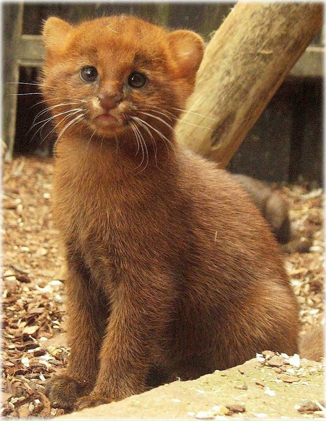 Ягуарунди — скрытные хищники Центральной Америки, ген...