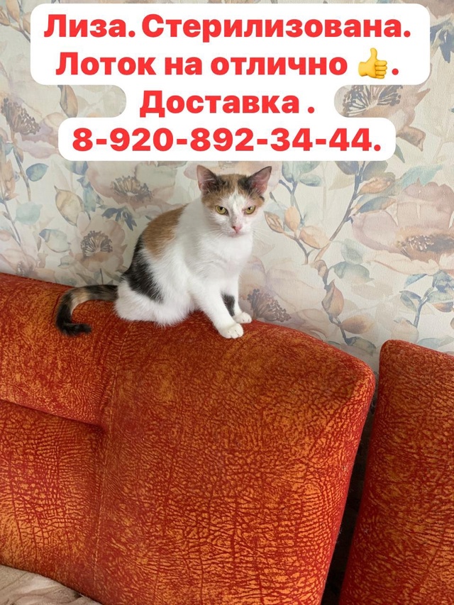 Киров . Калужской обл. Лиза 7-8 мес. СТЕРИЛИЗОВАНА и Весн?...