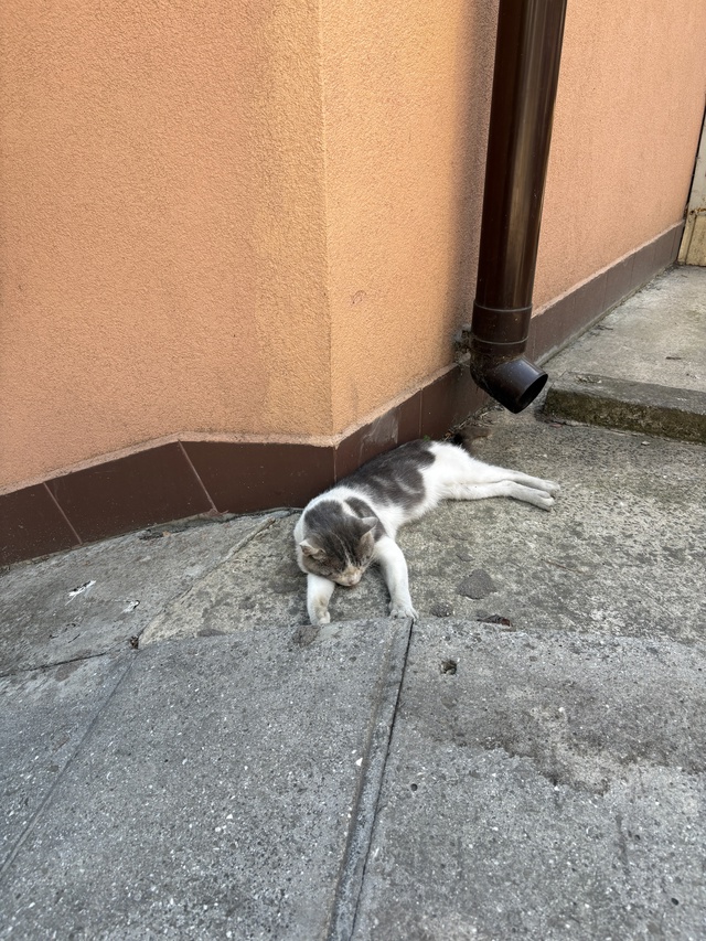 Ялтинские коты
#котоохота