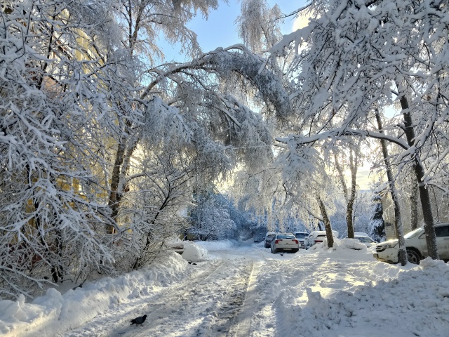 Κpacoтa нeoбыкнoвeннaя в Акaдeмгopoдкe пocлe cнeгoпaдa ❄️
