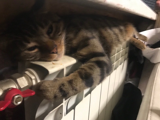 Первый раз в этой группе увидела фото своего Мартина …...