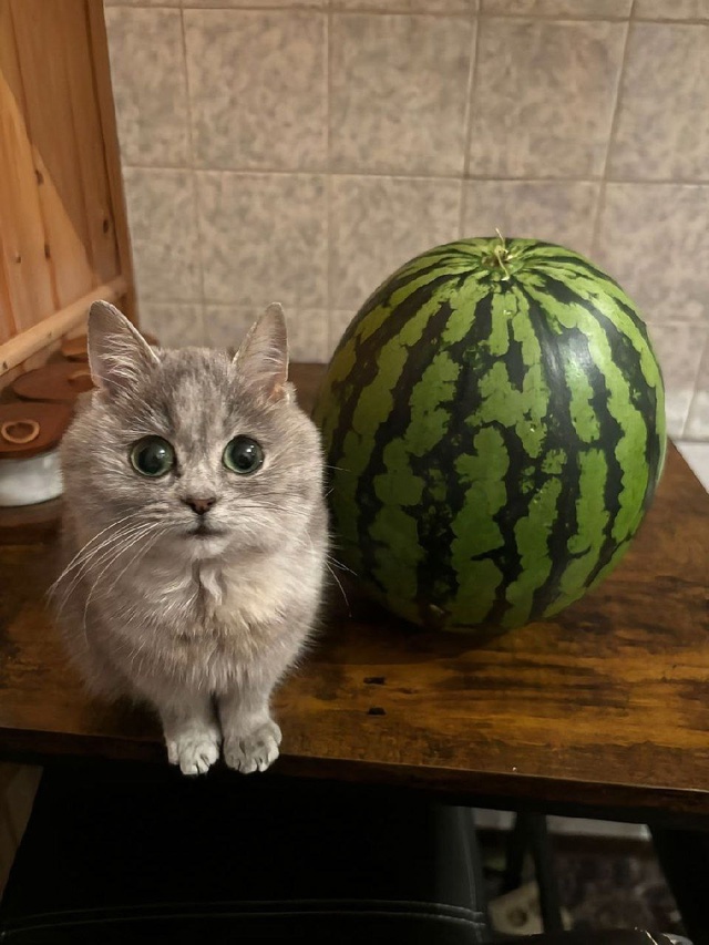 То, что вам сейчас просто необходимо увидеть — кот и ар...
