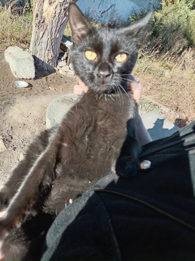 Красивый чёрный месячный котик, будет большим, мускули...