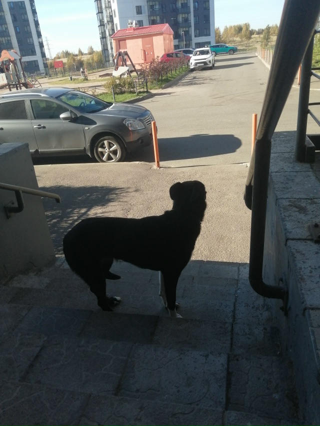 У первой парадной И. К. 9 Чей??? Лает, зовёт хозяина