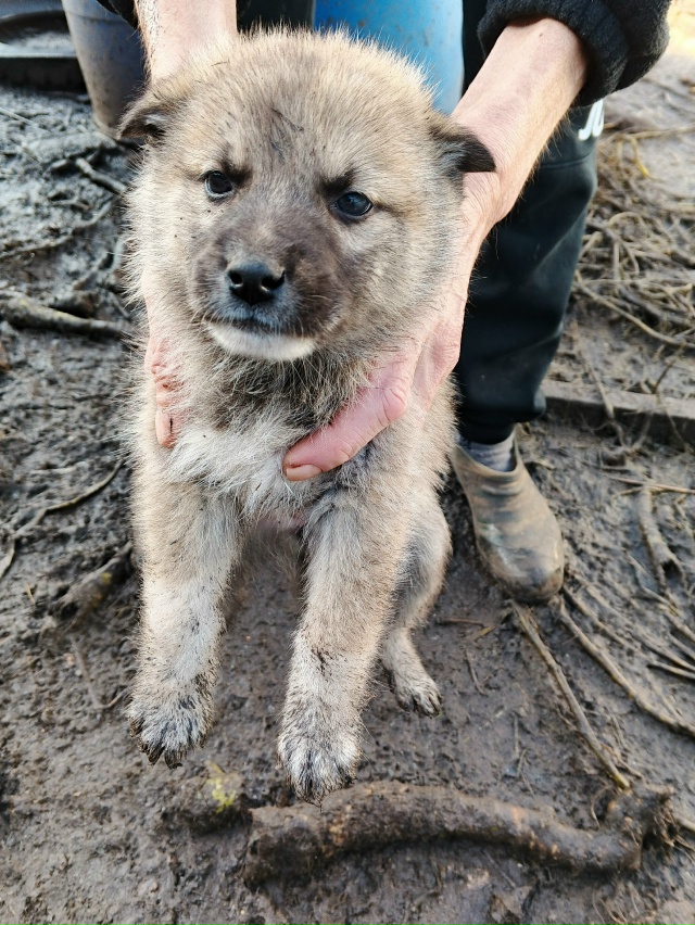 Отдам в добрые руки 3 девочки и 2 мальчика.