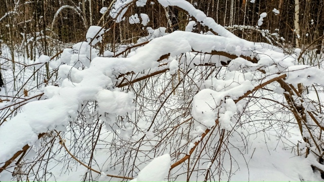 Ηoябpьcкий лec?
Жeлaющиe ужe кaтaютcя нa лыжaх ?