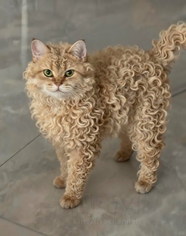 Новая звезда соцсетей — кошка породы селкирк-рекс с идеально завитыми кудряшками
😶😶😶😶😶😶😶😶