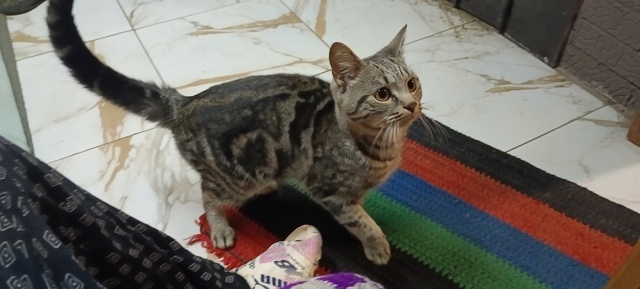 Кто потерял кота, советская 15!!!
Страшно такого кота ост...