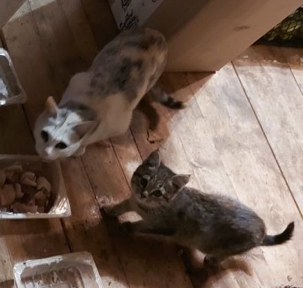 Каждую осень в д.Лучиновка появляются брошенные кошки,...