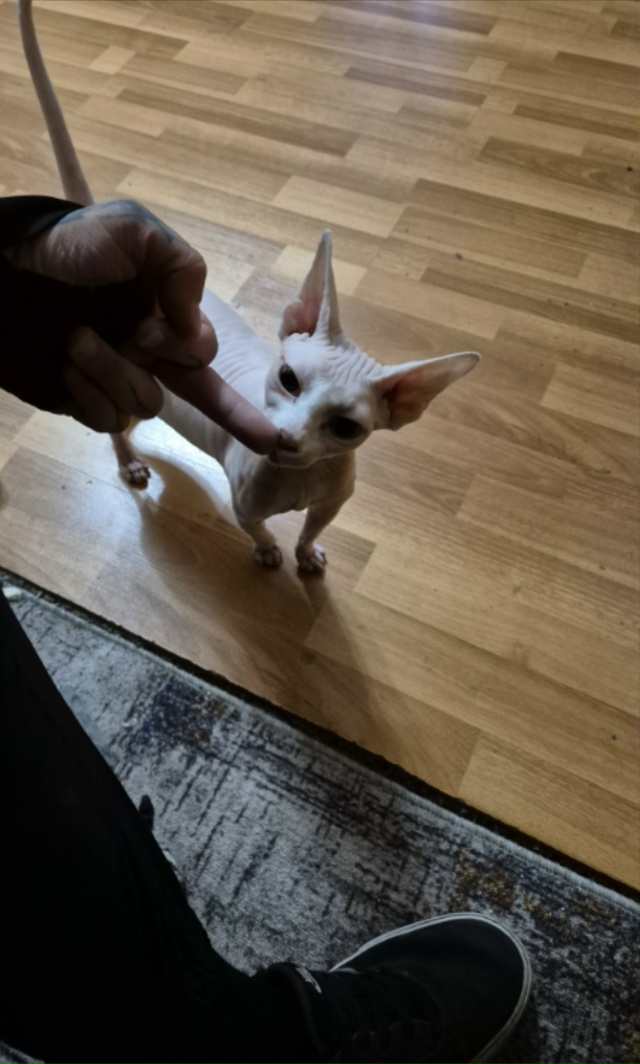 Кися , 2 лет . Хотел кошку , а получил ребёнка.