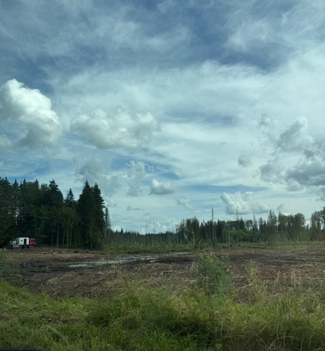 🌲План по лесовосстановлению в Новгородской области в...