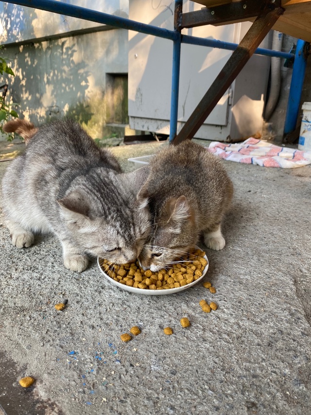 Горького 4 , пятый подъезд , все ещё ждут своих родителе?...