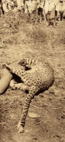 Зacтpeлeнный бpитaнcκим οфицepοм У. Α. Κοндуитοм лeοпapд-людο...