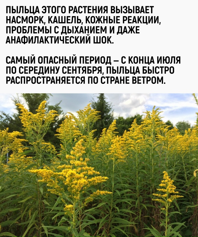 В трендах этого сезона: платочки, спреи для носа и крас?...