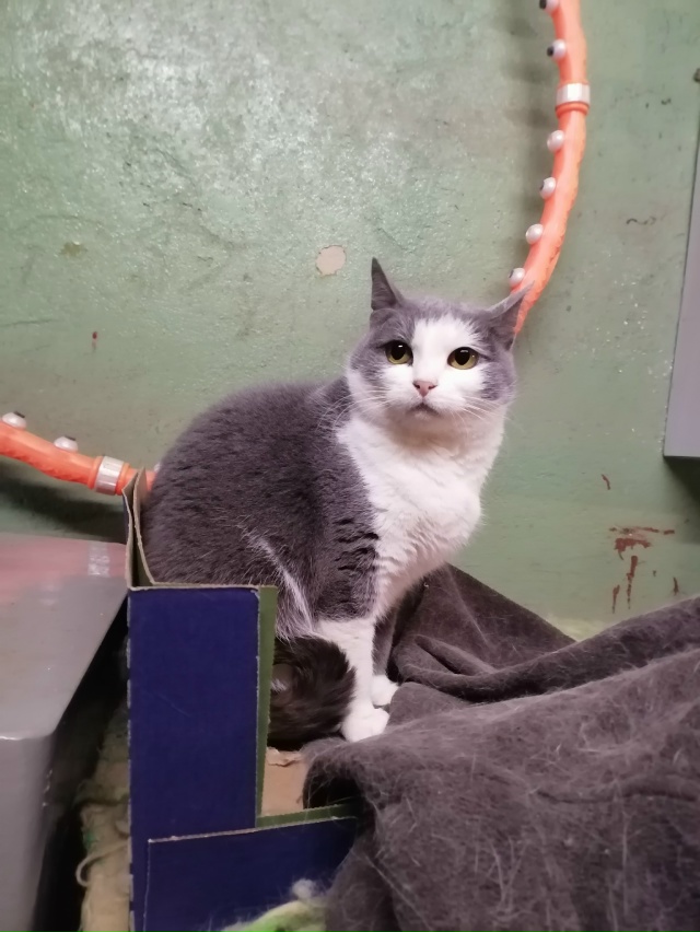 Это не просто кошка - это живая энергия с достоинствами...