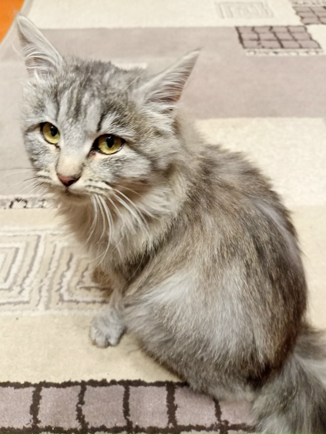 Найден серый , пушистый котёнок в районе улицы Дачная
( ...