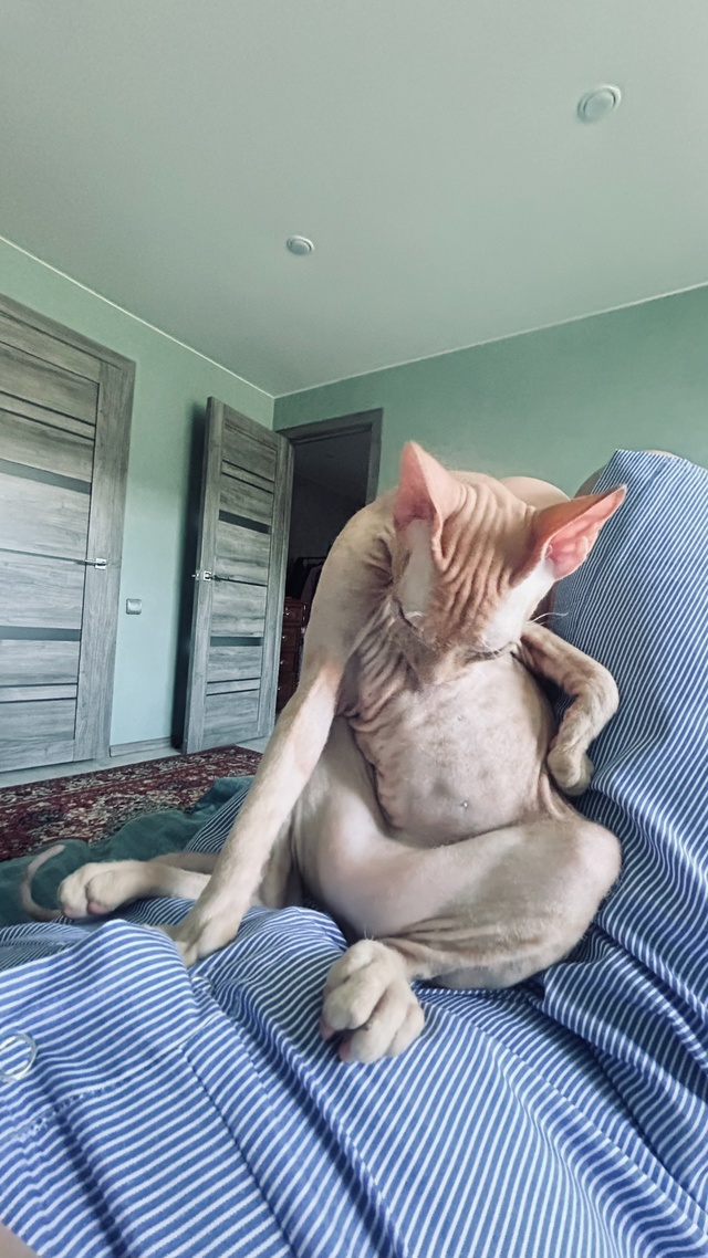 Процесс умывания Арчи