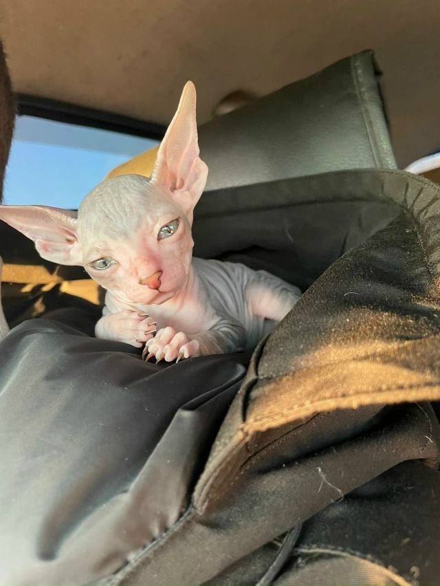 Знакомьтесь: Канадский эльф-Эля и Донская подружка- Пи?...