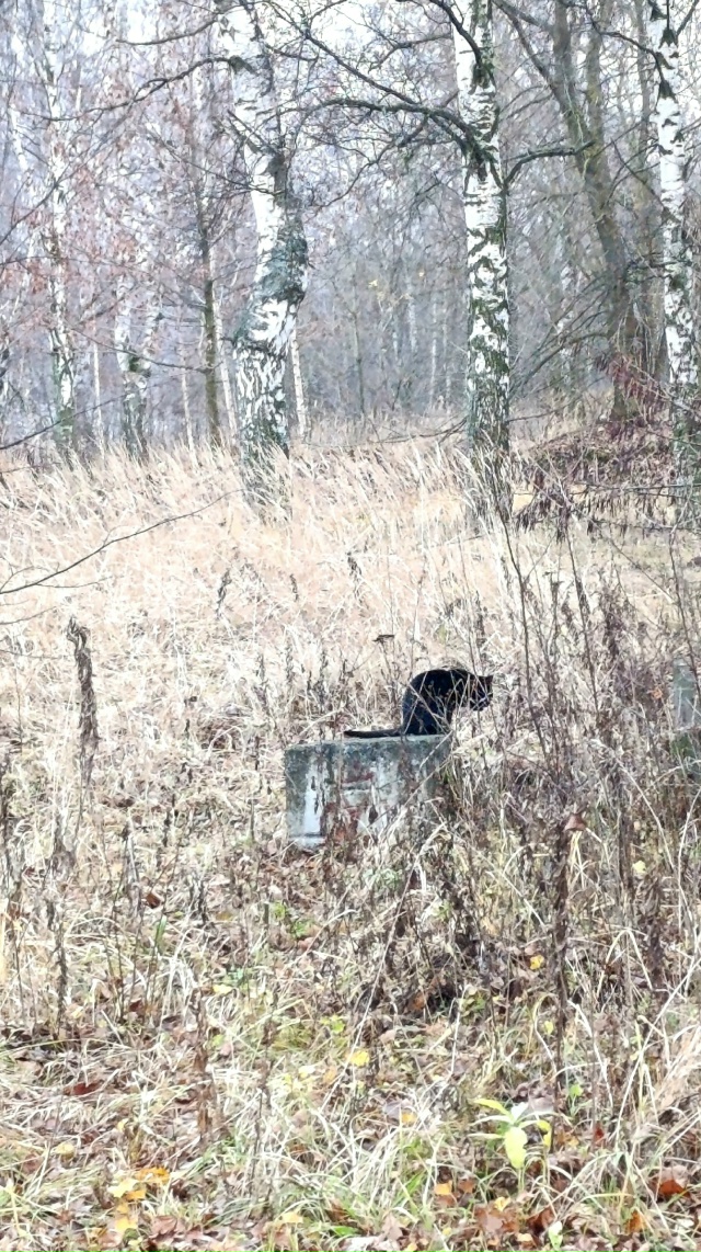 В пасмурной погоде свой кайф😊
Норское