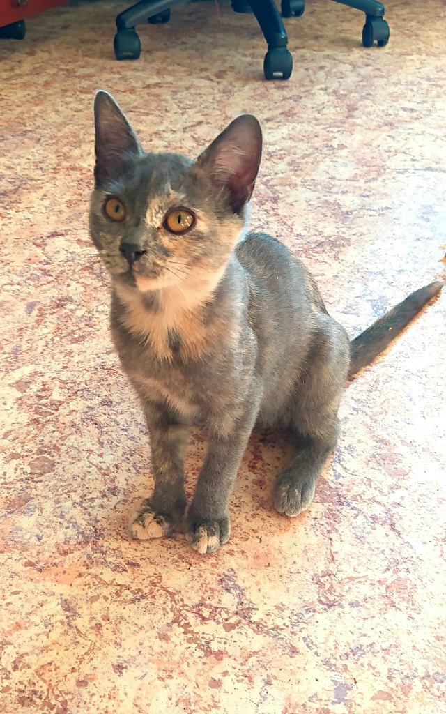 Здравствуйте! Эти два малыша были спасены из холодного...