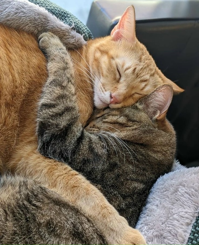 🤗 Объятия снижают уровень кортизола — гормона стресс...