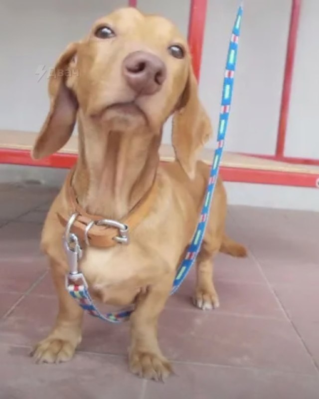 Басе надели камеру, которая снимала только то, что ей нравится — пёс по имени Гриззлер носил датчик