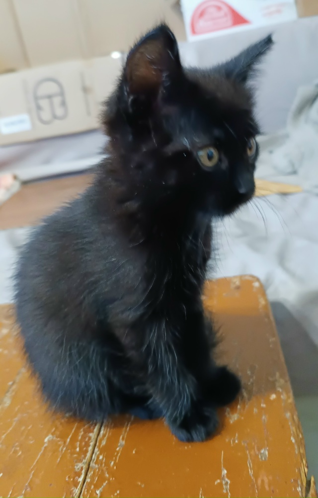 Бородино. Пристраивается котенок - девочка Возраст мес...